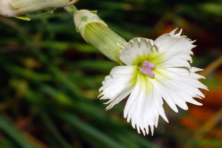 Dianthus da determinare
